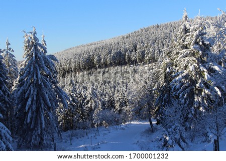 A picture of the forest near Oberhof.