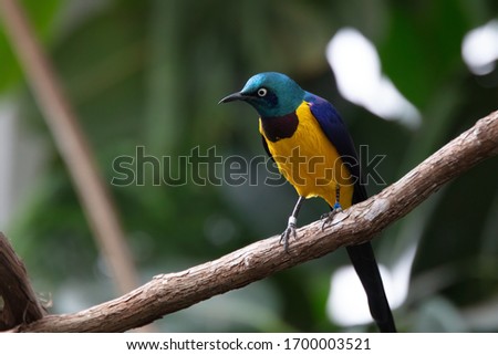 Blue Purple Golden Yellow Breasted Royal Starling Bird