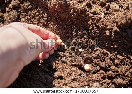 woman's left hand planting sprouted pea seeds in a furrow in freshly turned soil