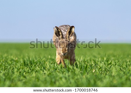 The european brown hare (Lepus europaeus) in the middle of the green field during spring months.