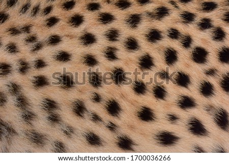 Black dot skin, cheetah legs and body.