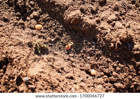 sprouted pea seeds in a trough in the soil