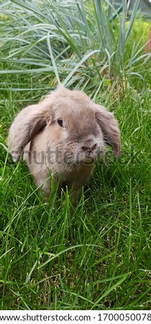Beige pet rabbit in the grass