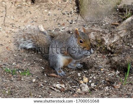 Squirrel foraging in early Spring