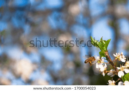 flowering tree apricot blue sky background beginning springtime hope end of quarantine bee pollinates flower 