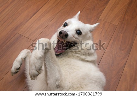 the white kind dog of the West Siberian husky Laika is fooling around, squinting, smiling and having fun in the apartment. Sly dog face. Dog meme. Royalty-Free Stock Photo #1700061799