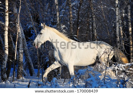 free white horse on winter background