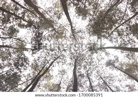 Looking up to see the highest tree