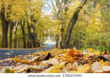 beech grove in autumn, trees with yellowed leaves on the roadside