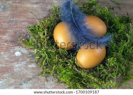 Eggs stand in a nest of green moss beside blue feathers. Top views with clear space.