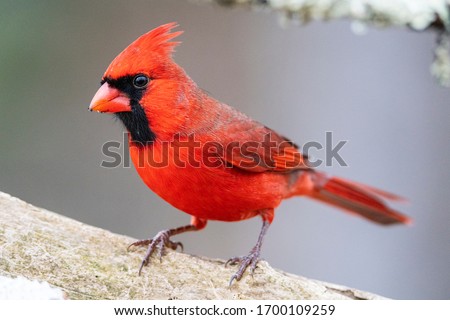 Male red northern cardinal in Michigan. Royalty-Free Stock Photo #1700109259
