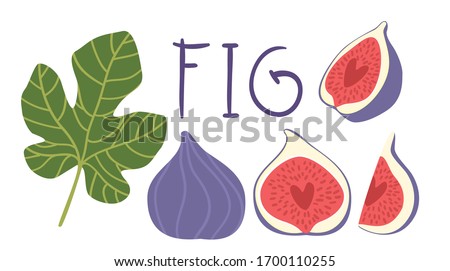 Fig vector cartoon elements and lettering set. The inscription "fig", the whole exotic fruit, fig leaf, cut figs, half and quarter. Purple, red, green colors. Royalty-Free Stock Photo #1700110255