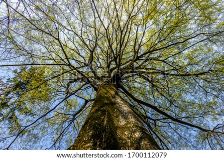 View from below to a huge tree. It is a Celtis australis, commonly known as the European nettle tree, Mediterranean hackberry, lote tree, or honeyberry.
The fruit of this tree is sweet and edible. Royalty-Free Stock Photo #1700112079