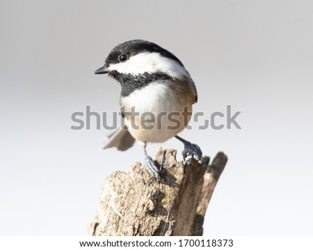 Isolated chickadee on branch in great light.