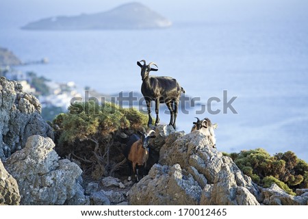 Curious goats. Goats typical for Mediterranean sea region with sea and island in the background. Picture taken on Greek island Kalymnos, known for its climbing resort.