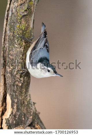 White breasted nuthatch in a Michigan woodlot. Royalty-Free Stock Photo #1700126953