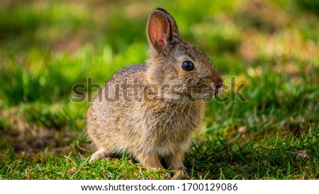 
Easter bunny photo with green background