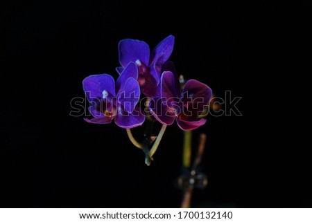 This picture shows an orchid that was photographed with a black background.