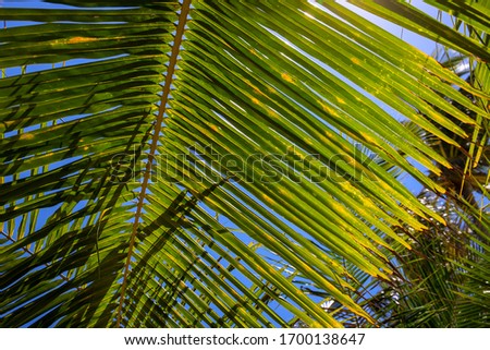 Coconut palm branch on blue sky background. Tropical island nature photo. Sunny day in exotic place. Tourist hotel or resort banner template. Fluffy leaf of coconut palm tree. Tropical paradise