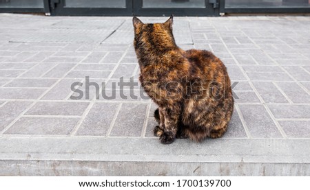 A tricolor stray cat sits on the sidewalk and looks away from the camera.