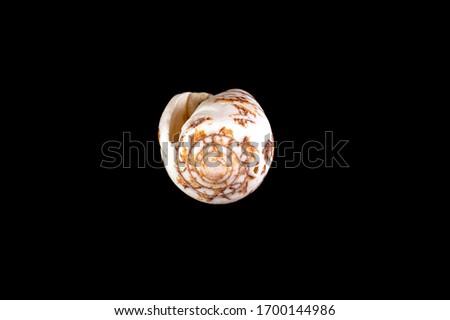 White-brown small conical sea shell isolated on black background.