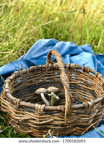 Basket handle in focused. A couple of mushrooms and a bouquet of daisy in a straw basket. It is on the grass ground on a blue picnic blanket / sheet. They are just harvested. 