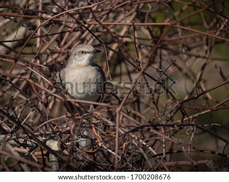 Cute little Northern Mockingbird in a tree