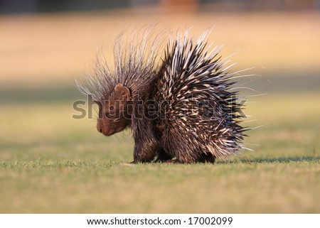 Porcupine in bright morning sun on short grass