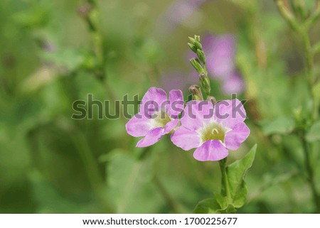 Coromandel or Asystasia gangetica or Chinese violet