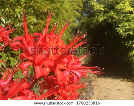 Red Flower with Pollen on it