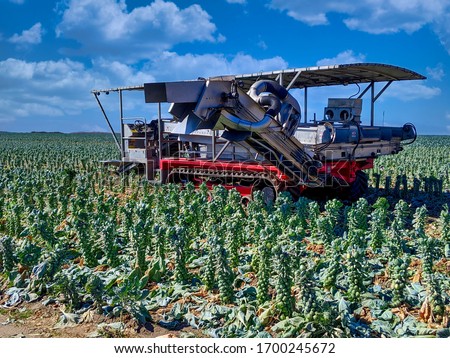 Brussel sprouts ready for harvest in Santa Cruz, California
