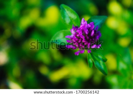 Head of red clover flower, blurred background. In the grass.