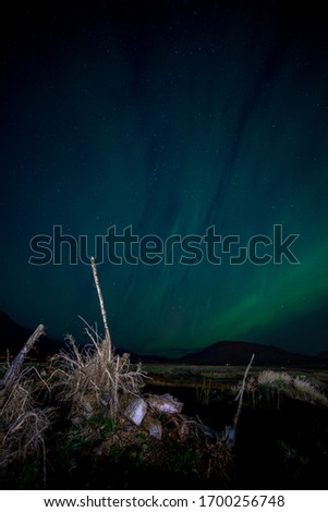 The incredible northern lights of Iceland on a starry night. The green and blue lights are seen over the silhouette of a mountain. A fern and some branches in the foreground.
