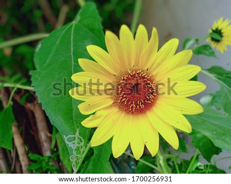 Beautiful real picture of sunflower .