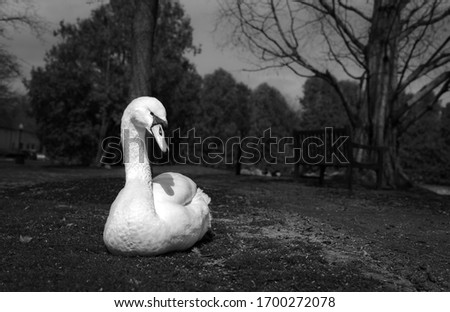 Black and white picture of a white swan resting in a park on a low angle shot.