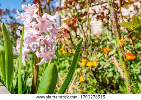 A closeup shot of beautidul hyacinth flowers
