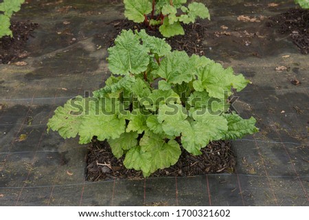 Home Grown Organic Spring Rhubarb Plant (Rheum x hybridum 'Champagne') Surrounded by Weed Suppressant Fabric in a Vegetable Garden in Rural Devon, England, UK Royalty-Free Stock Photo #1700321602