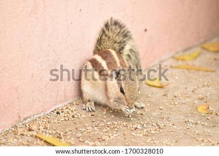 Chipmunk Squirrel Close up Stock Image