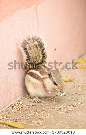 Chipmunk Squirrel Close up Stock Image