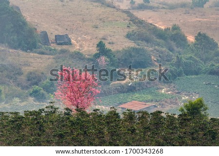 Beautiful Wild Himalayan Cherry Blossom (Prunus cerasoides) or Mai Anh Dao flower at Langbiang mountain, Dalat, Vietnam