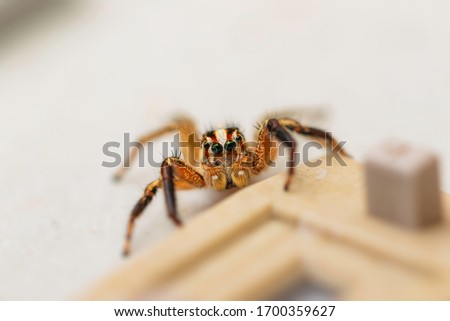 Jumping spiders are a group of spiders that constitute the family .