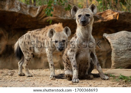 The hyena is Africa’s most common large carnivore. Royalty-Free Stock Photo #1700368693