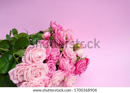 Bushy pink roses on a delicate pink background. Concept of love, wedding. Copy space.