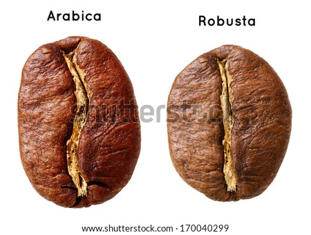 Black arabica, robusta coffee bean isolated on white background. Royalty-Free Stock Photo #170040299