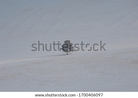 A lone tree in a snowy desert
