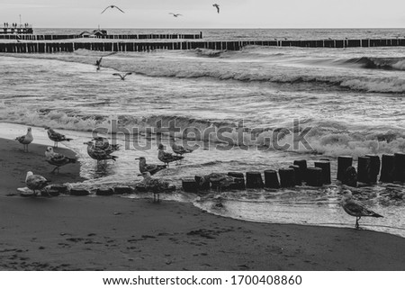 The pictures show the beach and seagulls in Ustronie Morskie