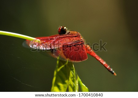 Red Dragonflies in the wild