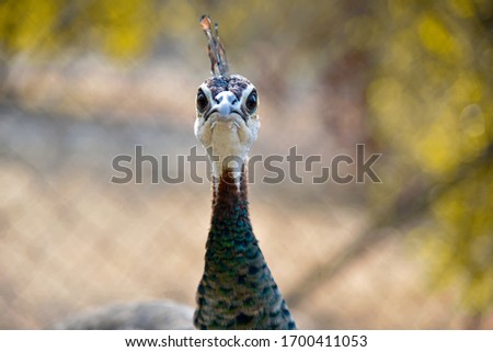 closeup of peacock at the park