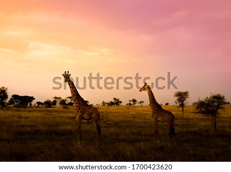 Giraffes, Serengeti National Park, Tanzania, Africa