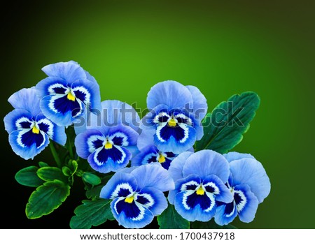 The screensaver in the form of a picture with flowers. Pansies close-up. Blue spring flowers.